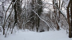 Landscapes forests Winter is Coming