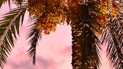 Landscapes France promenade des anglais