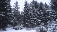 Landscapes Frozen forests