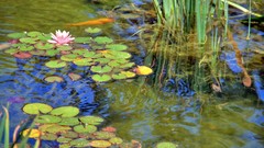 Landscapes Garden goldfish lakes