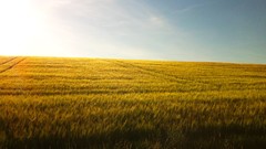Landscapes grain Plants fields
