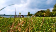 Landscapes grass