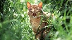 Landscapes grass Animals cats depth of field