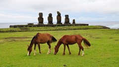 Landscapes grass Animals food Horses Easter Island statues