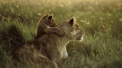 Landscapes grass Animals Lions national geographic