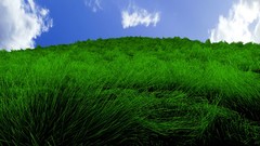 Landscapes grass backgrounds