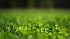 Landscapes grass bokeh fields