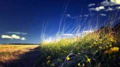 Landscapes grass clouds skyscapes