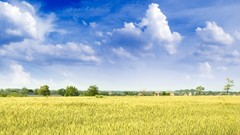 Landscapes grass digital art