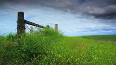 Landscapes grass fences overcast Wildflowers