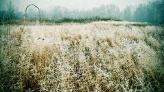 Landscapes grass fields