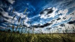 Landscapes grass HDR Photography