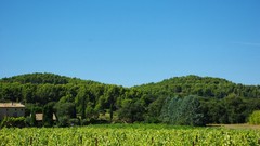 Landscapes grass hills