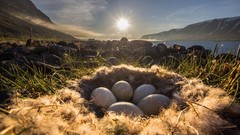 Landscapes grass Mountains eggs nest rocks sunlight