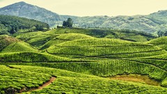 Landscapes grass Mountains fields