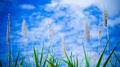 Landscapes grass skyscapes Viet Nam