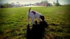 Landscapes grass snow Puppies Dogs playground terror