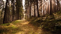 Landscapes grass sun forests