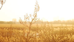 Landscapes grass sunlight depth