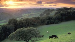 Landscapes Green Cows