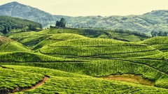 Landscapes Green fields