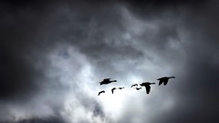 Landscapes groups nature Birds storm flying geese wildlife 