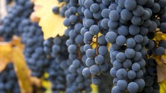 Landscapes harvest Oregon grapes