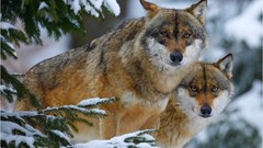 Landscapes HDR Photography Wolves