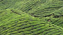 Landscapes hills agriculture plains