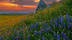 Landscapes hills Garden California Wildflowers
