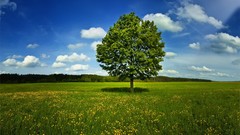 Landscapes horizon Trees