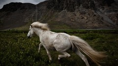 Landscapes Horses national geographic
