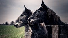 Landscapes Horses skies