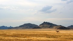 Landscapes Horses skyscapes