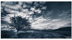 Landscapes i am alive