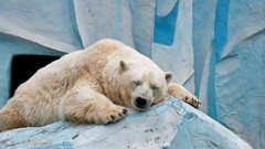 Landscapes ice Bears