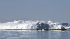 Landscapes icebergs