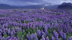 Landscapes iceland West churches