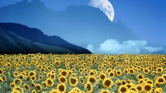 Landscapes illusions