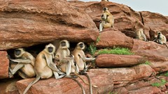 Landscapes India monkeys national geographic