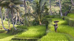 Landscapes Indonesia rice