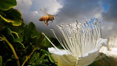 Landscapes insects national geographic
