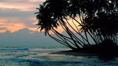 Landscapes Islands palm trees shore