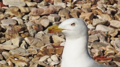 Landscapes Istanbul rocks seagulls
