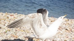 Landscapes Istanbul seagulls