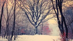 Landscapes janek-sedlar