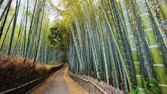 Landscapes Japan bamboo Kyoto forests