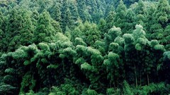 Landscapes Japan forests