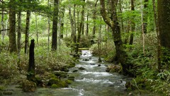 Landscapes Japan forests