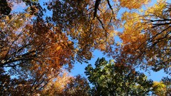 Landscapes Japan forests